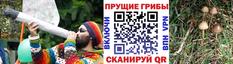 Псилоцибиновые грибы Psilocybe Бавлы